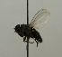  ( - MZH_HP.1117)  @12 [ ] CreativeCommons - Attribution Non-Commercial No Derivatives (2013) Hanna Koivula Finnish Museum of Natural History