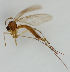  ( - MZH_HP.1589)  @13 [ ] CreativeCommons - Attribution Non-Commercial No Derivatives (2013) Hanna Koivula Finnish Museum of Natural History