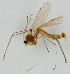  ( - MZH_HP.1591)  @11 [ ] CreativeCommons - Attribution Non-Commercial No Derivatives (2013) Hanna Koivula Finnish Museum of Natural History