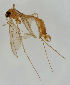  ( - MZH_HP.1598)  @11 [ ] CreativeCommons - Attribution Non-Commercial No Derivatives (2013) Hanna Koivula Finnish Museum of Natural History