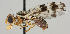 ( - MZH_HP.202)  @14 [ ] CreativeCommons - Attribution Non-Commercial No Derivatives (2011) Finnish Museum of Natural History Finnish Museum of Natural History