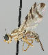  ( - MZH_HP.203)  @14 [ ] CreativeCommons - Attribution Non-Commercial No Derivatives (2011) Finnish Museum of Natural History Finnish Museum of Natural History