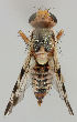  ( - MZH_HP.204)  @14 [ ] CreativeCommons - Attribution Non-Commercial No Derivatives (2011) Finnish Museum of Natural History Finnish Museum of Natural History