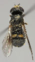  ( - MZH_HP.207)  @14 [ ] CreativeCommons - Attribution Non-Commercial No Derivatives (2011) Finnish Museum of Natural History Finnish Museum of Natural History