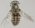  (Tabanus maculicornis - MZH_HP.209)  @15 [ ] CreativeCommons - Attribution Non-Commercial No Derivatives (2011) Finnish Museum of Natural History Finnish Museum of Natural History