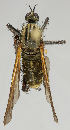  ( - MZH_HP.216)  @11 [ ] CreativeCommons - Attribution Non-Commercial No Derivatives (2011) Finnish Museum of Natural History Finnish Museum of Natural History