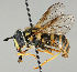  (Chrysotoxum arcuatum - MZH_HP.229)  @15 [ ] CreativeCommons - Attribution Non-Commercial No Derivatives (2011) Finnish Museum of Natural History Finnish Museum of Natural History