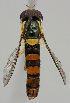  ( - MZH_HP.232)  @14 [ ] CreativeCommons - Attribution Non-Commercial No Derivatives (2011) Finnish Museum of Natural History Finnish Museum of Natural History