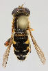  ( - MZH_HP.238)  @13 [ ] CreativeCommons - Attribution Non-Commercial No Derivatives (2011) Finnish Museum of Natural History Finnish Museum of Natural History