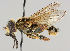  (Eurimyia lineata - MZH_HP.238)  @15 [ ] CreativeCommons - Attribution Non-Commercial No Derivatives (2011) Finnish Museum of Natural History Finnish Museum of Natural History