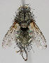  ( - MZH_HP.244)  @12 [ ] CreativeCommons - Attribution Non-Commercial No Derivatives (2011) Finnish Museum of Natural History Finnish Museum of Natural History