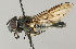  (Cheilosia variabilis - MZH_HP.24)  @15 [ ] CreativeCommons - Attribution Non-Commercial No Derivatives (2011) Finnish Museum of Natural History Finnish Museum of Natural History