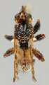  ( - MZH_HP.255)  @14 [ ] CreativeCommons - Attribution Non-Commercial No Derivatives (2011) Finnish Museum of Natural History Finnish Museum of Natural History