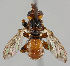  ( - MZH_HP.256)  @14 [ ] CreativeCommons - Attribution Non-Commercial No Derivatives (2011) Finnish Museum of Natural History Finnish Museum of Natural History