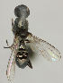  ( - MZH_HP.262)  @12 [ ] CreativeCommons - Attribution Non-Commercial No Derivatives (2011) Finnish Museum of Natural History Finnish Museum of Natural History