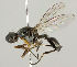  ( - MZH_HP.262)  @14 [ ] CreativeCommons - Attribution Non-Commercial No Derivatives (2011) Finnish Museum of Natural History Finnish Museum of Natural History