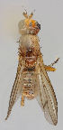  ( - MZH_HP.265)  @11 [ ] CreativeCommons - Attribution Non-Commercial No Derivatives (2011) Finnish Museum of Natural History Finnish Museum of Natural History