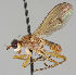  ( - MZH_HP.265)  @11 [ ] CreativeCommons - Attribution Non-Commercial No Derivatives (2011) Finnish Museum of Natural History Finnish Museum of Natural History