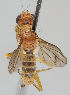  ( - MZH_HP.266)  @11 [ ] CreativeCommons - Attribution Non-Commercial No Derivatives (2011) Finnish Museum of Natural History Finnish Museum of Natural History