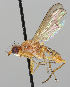  ( - MZH_HP.266)  @11 [ ] CreativeCommons - Attribution Non-Commercial No Derivatives (2011) Finnish Museum of Natural History Finnish Museum of Natural History