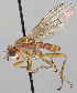  ( - MZH_HP.267)  @14 [ ] CreativeCommons - Attribution Non-Commercial No Derivatives (2011) Finnish Museum of Natural History Finnish Museum of Natural History