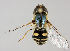  ( - MZH_HP.275)  @14 [ ] CreativeCommons - Attribution Non-Commercial No Derivatives (2011) Finnish Museum of Natural History Finnish Museum of Natural History