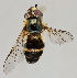  (Dasysyrphus - MZH_HP.27)  @15 [ ] CreativeCommons - Attribution Non-Commercial No Derivatives (2011) Finnish Museum of Natural History Finnish Museum of Natural History