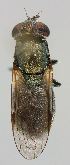  ( - MZH_HP.280)  @13 [ ] CreativeCommons - Attribution Non-Commercial No Derivatives (2011) Finnish Museum of Natural History Finnish Museum of Natural History