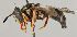  (Chrysotoxum bicinctum - MZH_HP.32)  @15 [ ] CreativeCommons - Attribution Non-Commercial No Derivatives (2011) Finnish Museum of Natural History Finnish Museum of Natural History