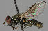  ( - MZH_HP.33)  @13 [ ] CreativeCommons - Attribution Non-Commercial No Derivatives (2011) Finnish Museum of Natural History Finnish Museum of Natural History