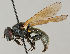  (Cheilosia albitarsis - MZH_HP.34)  @15 [ ] CreativeCommons - Attribution Non-Commercial No Derivatives (2011) Finnish Museum of Natural History Finnish Museum of Natural History