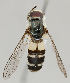  (Leucozona laternaria - MZH_HP.41)  @14 [ ] CreativeCommons - Attribution Non-Commercial No Derivatives (2011) Finnish Museum of Natural History Finnish Museum of Natural History