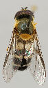  ( - MZH_HP.43)  @13 [ ] CreativeCommons - Attribution Non-Commercial No Derivatives (2011) Finnish Museum of Natural History Finnish Museum of Natural History