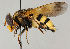  (Volucella inanis - MZH_HP.54)  @14 [ ] CreativeCommons - Attribution Non-Commercial No Derivatives (2011) Finnish Museum of Natural History Finnish Museum of Natural History