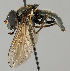 (Cheilosia sootryeni - MZH_HP.57)  @15 [ ] CreativeCommons - Attribution Non-Commercial No Derivatives (2011) Finnish Museum of Natural History Finnish Museum of Natural History