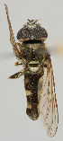  ( - MZH_HP.78)  @13 [ ] CreativeCommons - Attribution Non-Commercial No Derivatives (2011) Finnish Museum of Natural History Finnish Museum of Natural History