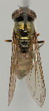  ( - MZH_HP.79)  @14 [ ] CreativeCommons - Attribution Non-Commercial No Derivatives (2011) Finnish Museum of Natural History Finnish Museum of Natural History