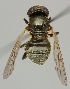  (Cheilosia pubera - MZH_HP.91)  @14 [ ] CreativeCommons - Attribution Non-Commercial No Derivatives (2011) Finnish Museum of Natural History Finnish Museum of Natural History