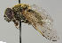  ( - MZH_HP.91)  @13 [ ] CreativeCommons - Attribution Non-Commercial No Derivatives (2011) Finnish Museum of Natural History Finnish Museum of Natural History