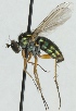  (Dolichopus apicalis - JKA12-0059)  @11 [ ] CreativeCommons - Attribution Non-Commercial (2012) Marko Mutanen University of Oulu