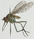  (Hydrophorus pilipes - JKA12-0079)  @11 [ ] CreativeCommons - Attribution Non-Commercial (2012) Marko Mutanen University of Oulu