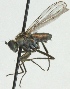  (Hydrophorus signiferus - JKA12-0081)  @12 [ ] CreativeCommons - Attribution Non-Commercial (2012) Marko Mutanen University of Oulu
