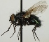  (Calliphora genarum - JKA12-0905)  @14 [ ] CreativeCommons - Attribution Non-Commercial (2012) Marko Mutanen University of Oulu
