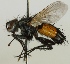  (Eriothrix argyreatus - JP00324)  @11 [ ] CreativeCommons - Attribution Non-Commercial (2012) Marko Mutanen University of Oulu