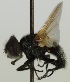  (Phasia theodori - JP00353)  @13 [ ] CreativeCommons - Attribution Non-Commercial (2012) Marko Mutanen University of Oulu