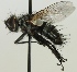  (Lydella grisescens - JP00356)  @14 [ ] CreativeCommons - Attribution Non-Commercial (2012) Marko Mutanen University of Oulu