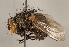  (Calliphora stelviana - JP01062)  @13 [ ] CreativeCommons - Attribution Non-Commercial (2016) Marko Mutanen University of Oulu
