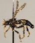  (Cyrtopogon pulchripes - JP01094)  @11 [ ] CreativeCommons - Attribution Non-Commercial (2016) Marko Mutanen University of Oulu
