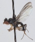  (Acartophthalmus bicolor - KWi-314)  @12 [ ] CreativeCommons - Attribution Non-Commercial (2012) Marko Mutanen University of Oulu