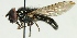  (Cheilosia longula - MHZ_HP.496)  @14 [ ] CreativeCommons - Attribution Non-Commercial (2012) Marko Mutanen University of Oulu
